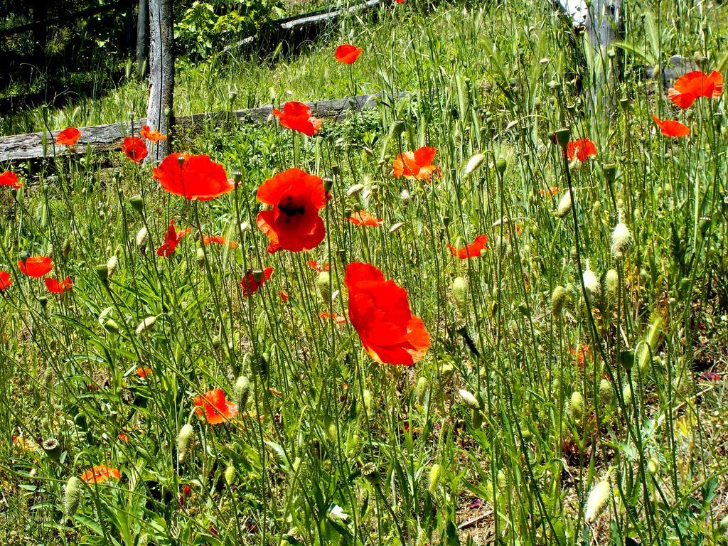 Cascina Ciosse B&B Grognardo Exteriér fotografie